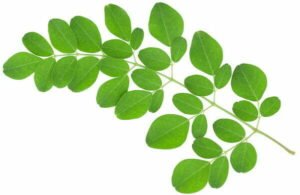 moringa-e1451056138752-7791914