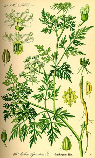 800px-illustration-aethusa-cynapium-5604782