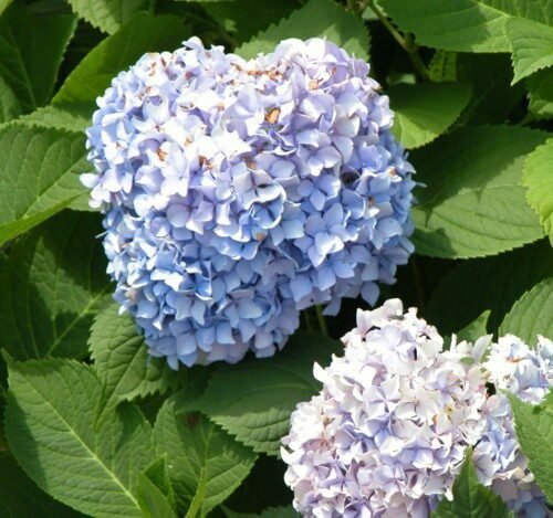 hydrangea-4868920