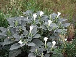 jimson-weed-datura-6165844