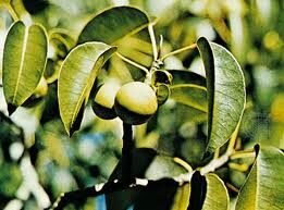 manchineel-5890860