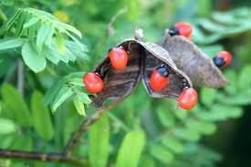 rosary-pea-or-precatory-pea-5245329