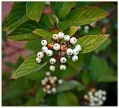 white-baneberry-3658279