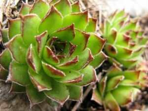 cc-e1451139523258-4804354