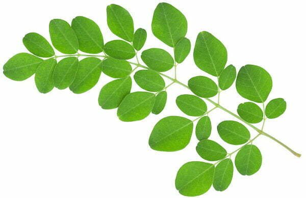 moringa-e1451056138752-7146163