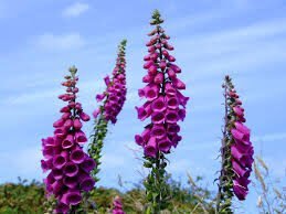 foxglove-9420953