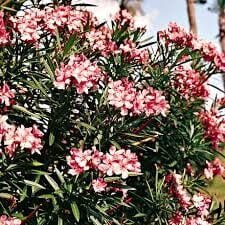 oleander-9142828