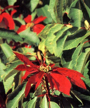 poinsettia-7088374