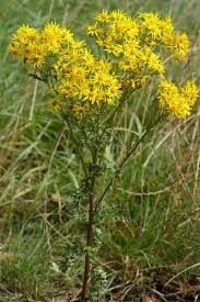 ragwort-8904344