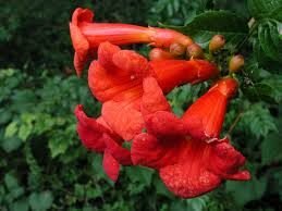 trumpet-vine-2052326